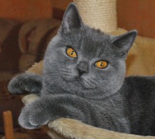 ����� �������� �������