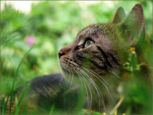 ������  ���������