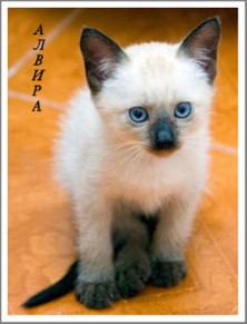 ������� ������ �����������