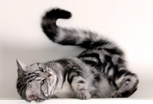 ��������  **