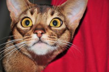 ����� Sharm ��������