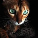 �������� BengaMur ����������