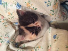 ��������� �������