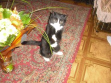 ������� ������ ���������