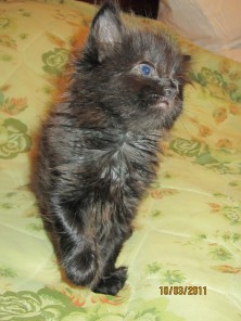 ������� �������