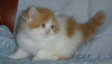 ������� Candy ��������