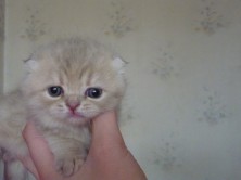 ������� nata627